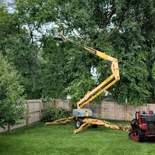 How Our Tree Care Process Works  in Marion, IL